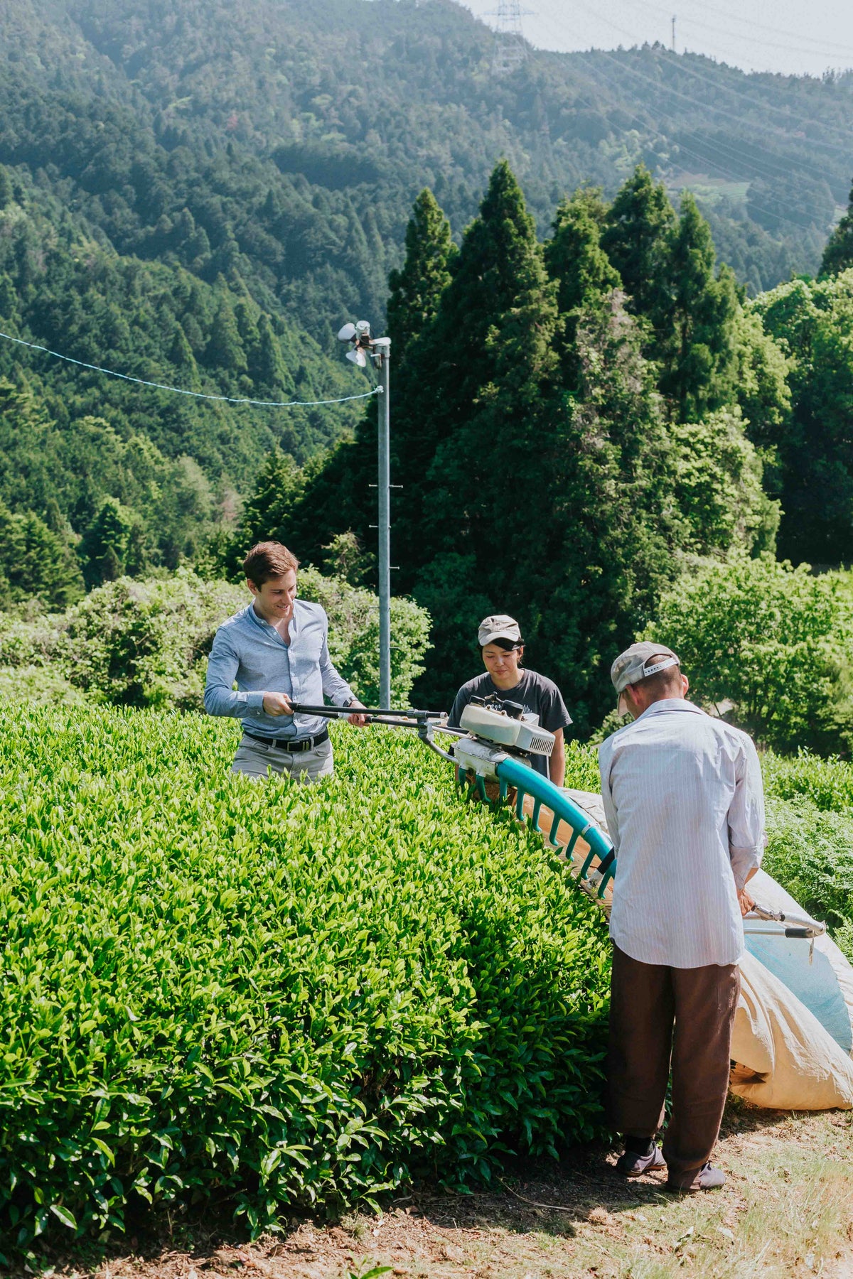 Japanese Matcha vs Chinese Matcha: What Is the Difference?