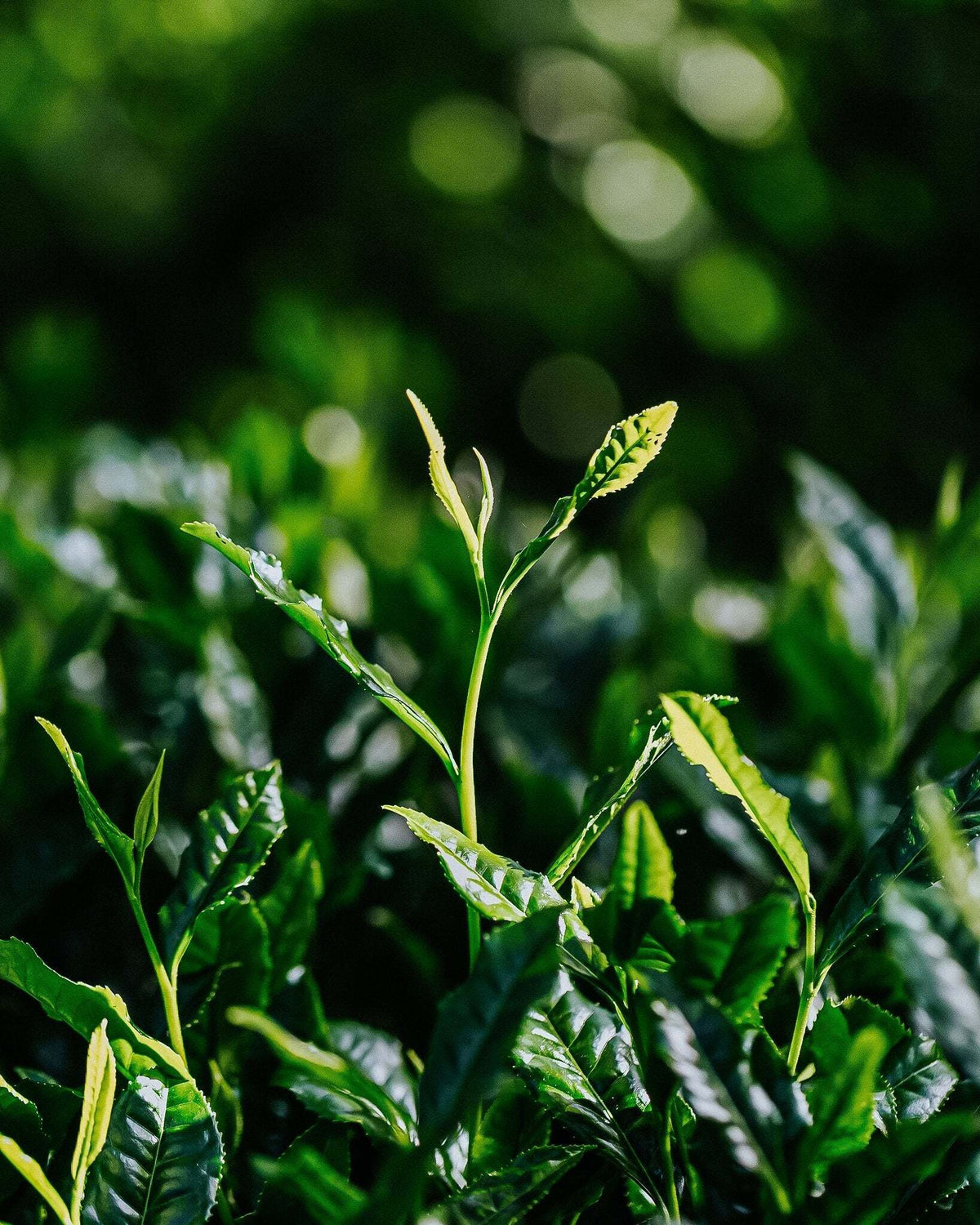 Organic or Not? The Unrivalled Quality of Matcha Botanicals